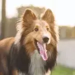 A dying dog miraculously survived and found a loving home with a vet nurse who helped with his recovery