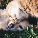 A dying dog's final cuddles with his feline 'best friend' will leave you in tears (VIDEO)