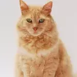 Ever wonder how many surfaces your cat’s bum touches in your house? Here is the surprising truth