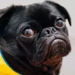 A family dog was dumped at Burger King with this heartbreaking note