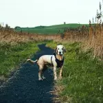 The family’s happy tears as they reunite with their beloved dog after months apart (VIDEO)
