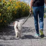 Feeling bored on dog walks? Test these 5 original ideas to make them fun again