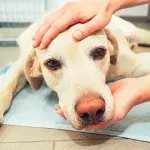 The first pet with COVID-19 survives only a few days after quarantine