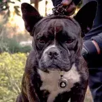 Five dogs are put down following a deadly attack on a woman 