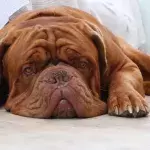 Floods of tears as this terminally ill dog gets adopted by a woman who'll love her till the end