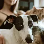 To foster or not to foster: 5 most common animal fostering myths debunked