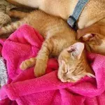 Friendship Dog Cat 