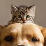 A furry fried for your furry friend.