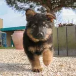 This German Shepherd puppy has an unusual illness