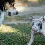 A giant half-blind dog adopts a baby piglet, and their unusual bond is heartwarming (VIDEO)  