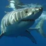 Great white shark washes up on beach, the photo of its corpse is chilling