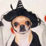 Halloween: 10 dog costume ideas that are so hilarious they'll make your day