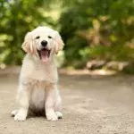 He wandered into the woods