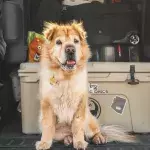 Heading on a road trip with your dog? Keep your pet safe and comfy with these 5 tips