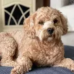 Heart-melting moment stolen dog is reunited with its owners after a year apart (VIDEO)