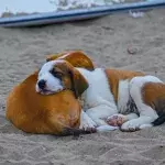 Heartache as two frightened dogs were dumped on the train tracks