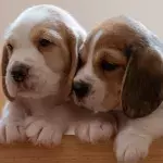 Heartbreak after an abandoned puppy was found ‘curled up next to her deceased brother’ 