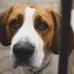 Heartbreak as a dog was cemented into the sidewalk and left to die 