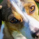 Heartbreak as a dog was discarded in a pillowcase together with 'soiled nappies'