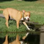 Heartbreak as a dog was 'dumped for dead' in a desert and had to live with coyotes 