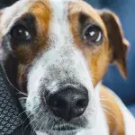 Heartbreak as a dog was found dying in a house littered with rubbish, faeces and drug sharps