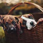 Heartbreak as dying puppies were dumped on a playground for children to play with 