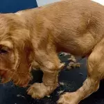 Heartbreak over 17 puppies found living ‘on top of each other’ in horrendous conditions 