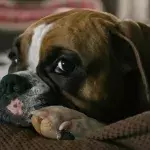 Heartbreak over an abandoned dog found starving and in horrendous condition