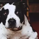 Heartbreak over an abandoned dog left behind to eat plastic and ‘crawl with maggots’ 