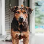 Heartbreak over an abandoned dog that was once a ‘much-loved pet’ 