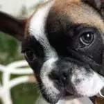 Heartbreak over an abused dog with one eye who was left ‘terrified of people’ 