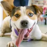 Heartbreak over a ‘broken’ puppy nearly beaten to death by its abusive owner