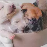 Heartbreak over a litter of six starving puppies found abandoned in a drain