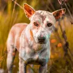 Heartbreak over a malnourished hairless puppy dumped at a car wash 