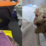 Heartbreak over tiny puppies who were dumped to die in the cruellest way