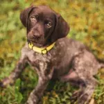 Heartbreak over a traumatised puppy who fell from a balcony twice and needs costly vet care