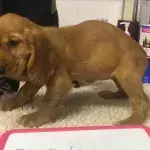 Heartbreak as a puppy found ‘tortured’ with a cable around his neck in a breeding house