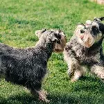 Heartbreak as these tiny helpless dogs could barely see when they were dumped in a field 