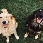 Heartbreak as these unwanted old dogs were dumped in the shelter (VIDEO)