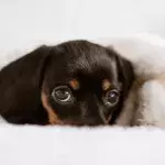 Heartbreak as a weeks-old puppy with a ruptured eye was left to die in a layby 