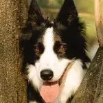 ‘Heartbreaking cruelty’ as a dog was dumped in the woods in bitter -5C cold 