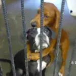 This heartbreaking photo of dogs saved them from being euthanized