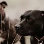 This heartbroken dog who saw her friend starve to death overcame the trauma and found a new home 