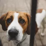 This heartbroken dog who suffered ‘domestic abuse’ still can't find a place to call home 