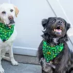 Hearts melt as these bonded dogs reunite and share a long kiss after weeks apart (VIDEO)