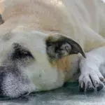 This heavily pregnant dog was heartlessly dumped in freezing weather 