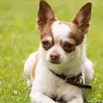 Here is how this abandoned dog ended up becoming a Guinness World Record holder