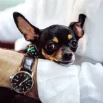 Here is how to help your dog cope with the Clock Change