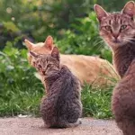 Here is how old your cat is in human years 