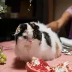 Here is what your cat tries to tell by climbing on the table